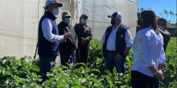 Productores de papa de San Marcos y Quetzaltenango reciben apoyo del MAGA.