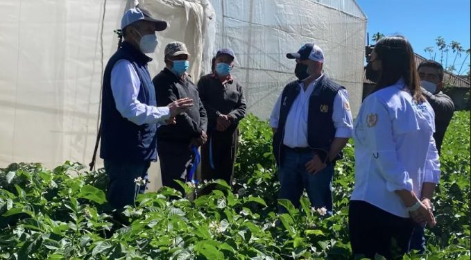 Productores de papa de San Marcos y Quetzaltenango reciben apoyo del MAGA.