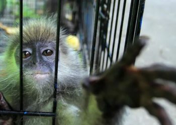 Operación de Interpol identifica a 300 sospechosos de tráfico de especies