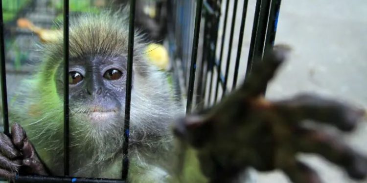 Operación de Interpol identifica a 300 sospechosos de tráfico de especies