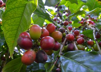 Finaliza programa de sostenibilidad del sector caficultor