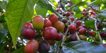 Finaliza programa de sostenibilidad del sector caficultor