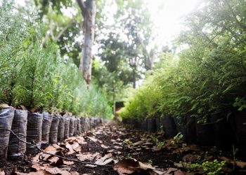 MARN da seguimiento a proyecto de reforestación en El Progreso