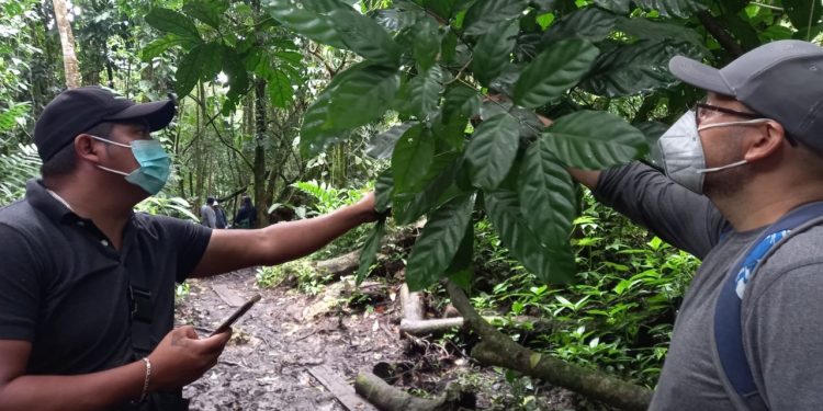 Inab fortalece capacidades de personal a cargo del sector forestal