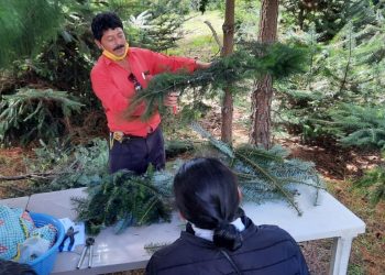 Inab, Conap y Diprona ponen en marcha campaña para proteger el pinabete