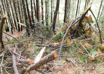 Inab trabaja para impedir la tala ilegal en Huehuetenango