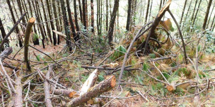 Inab trabaja para impedir la tala ilegal en Huehuetenango