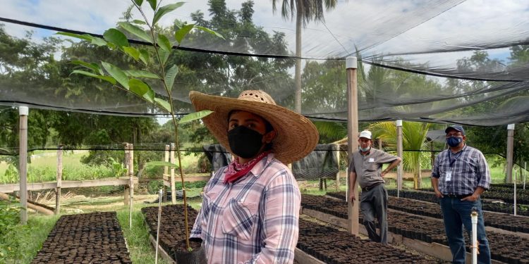 Inab promueve proyectos de incentivos forestales en Petén