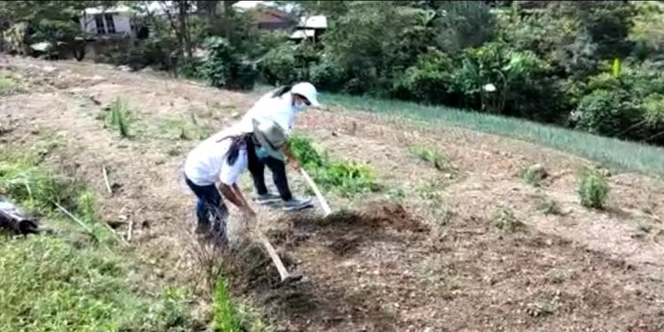 Jóvenes contribuyen con la agricultura rural