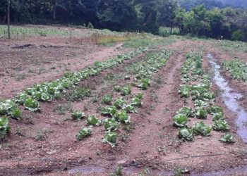 Extensionistas se capacitan para mejorar producción de alimentos en el área rural