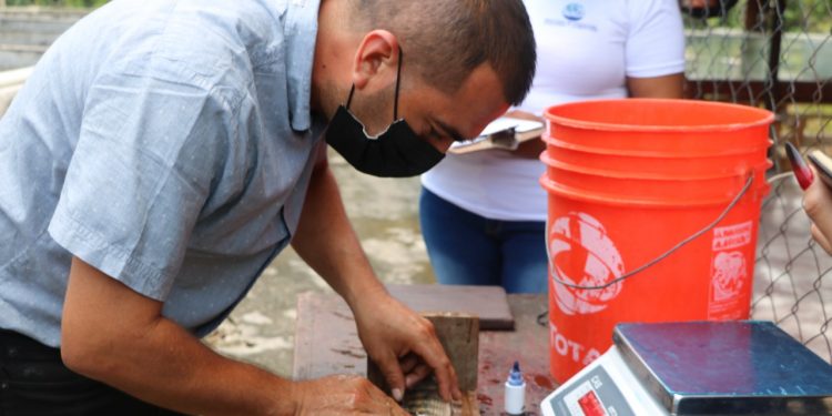 Petén: efectúan talleres para formación de bancos de reproductores de tilapia