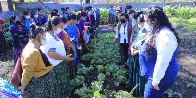 Mujeres fortalecen capacidades para cultivar alimentos