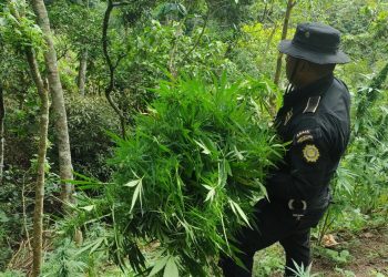 PNC erradica más de 22 mil matas de marihuana en Chiquimula