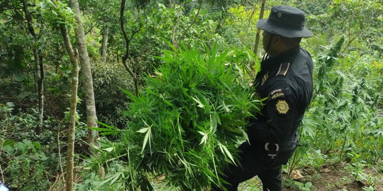 PNC erradica más de 22 mil matas de marihuana en Chiquimula