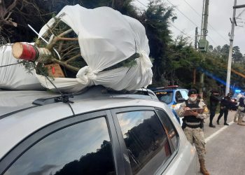 Desarrollan operativos para evitar el tráfico de pinabete