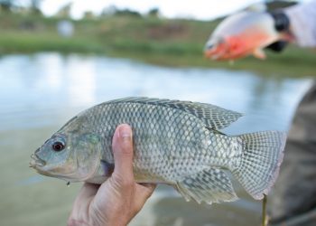 Destacan beneficios del cultivo y consumo de tilapia en Petén