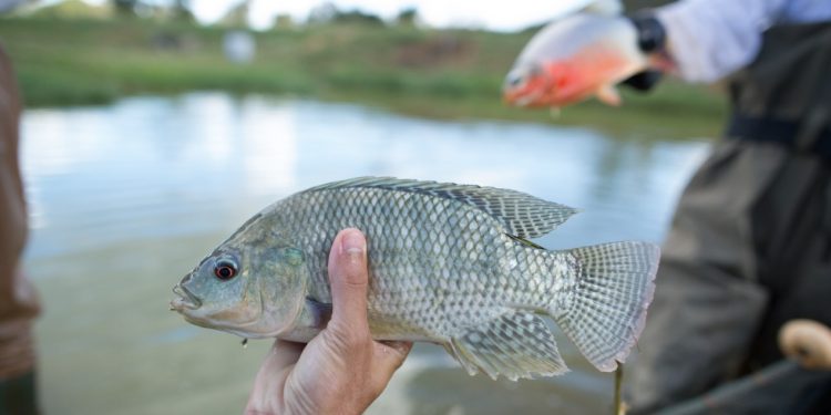 Destacan beneficios del cultivo y consumo de tilapia en Petén