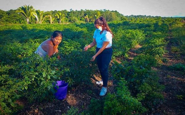 MAGA asiste a comunitarios de Petén en la producción y transformación de alimentos