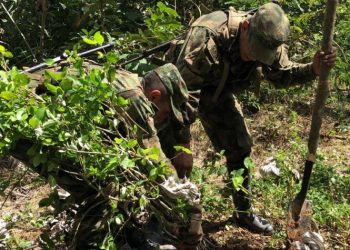 Colombia ha erradicado más de 103 mil hectáreas de coca en 2021