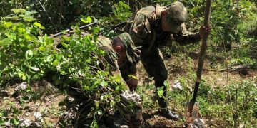 Colombia ha erradicado más de 103 mil hectáreas de coca en 2021