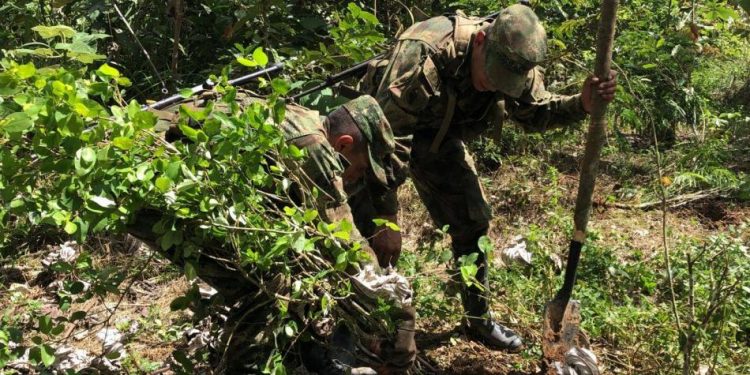 Colombia ha erradicado más de 103 mil hectáreas de coca en 2021