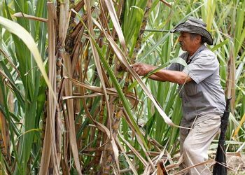 India subsidia produción de caña de azúcar y exportación de azúcar.