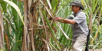India subsidia produción de caña de azúcar y exportación de azúcar.