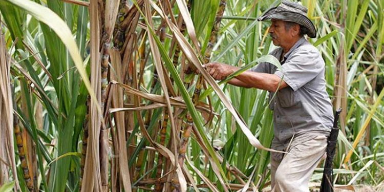 India subsidia produción de caña de azúcar y exportación de azúcar.