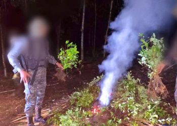 Erradican e incineran más de 17 mil arbustos de coca en Petén