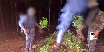 Erradican e incineran más de 17 mil arbustos de coca en Petén