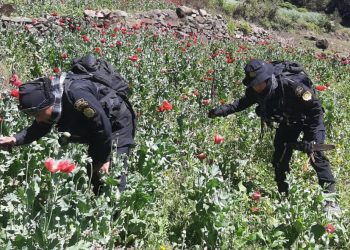 Avanza erradicación de amapola en San Marcos