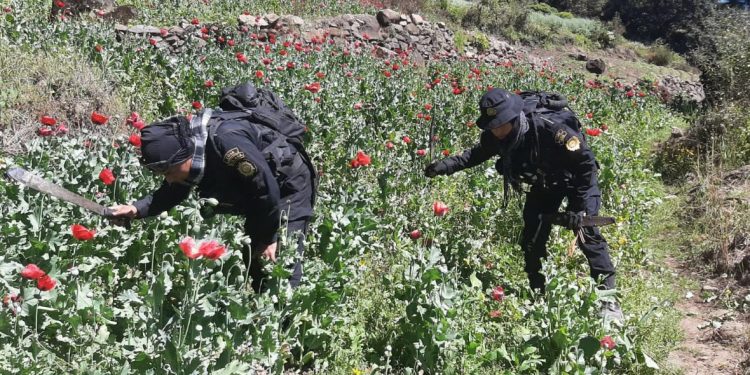 Avanza erradicación de amapola en San Marcos