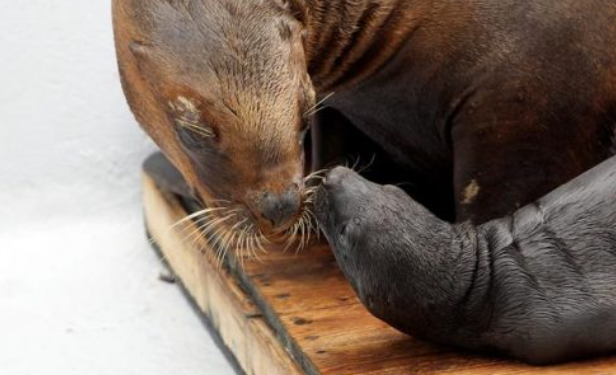 Crisis climática pone en riesgo la supervivencia del león marino antártico