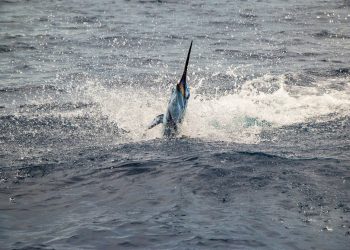 Inguat impulsa Torneo Invitacional de Pesca Deportiva