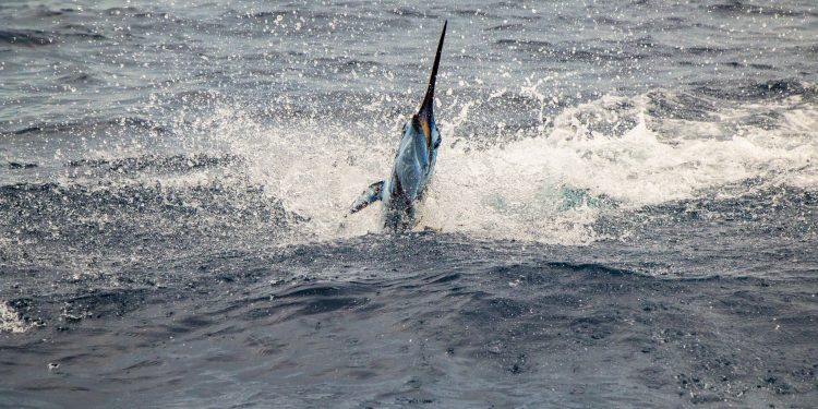 Inguat impulsa Torneo Invitacional de Pesca Deportiva