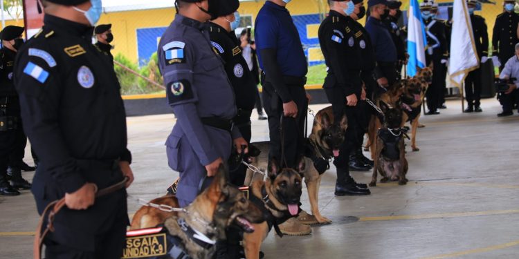 Elementos de la PNC culminan cursos de entrenamiento canino