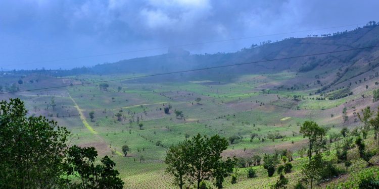 El MAGA mantiene monitoreos en cultivos ante la amenaza de heladas.
