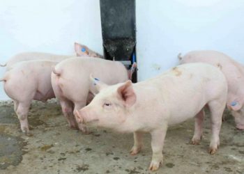 MAGA garantiza protección para la producción de cerdos en el país