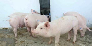 MAGA garantiza protección para la producción de cerdos en el país