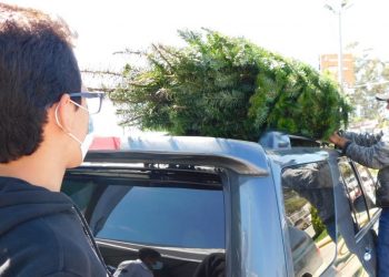 Instituciones llaman a adquirir pinabete de manera legal