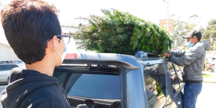 Instituciones llaman a adquirir pinabete de manera legal