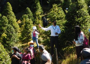 Apuestan al manejo sostenible del pinabete para asegurar su conservación