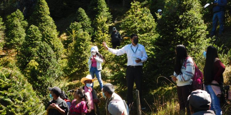 Apuestan al manejo sostenible del pinabete para asegurar su conservación