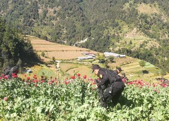 Gobernación comparte cifras de erradicación de amapola en San Marcos