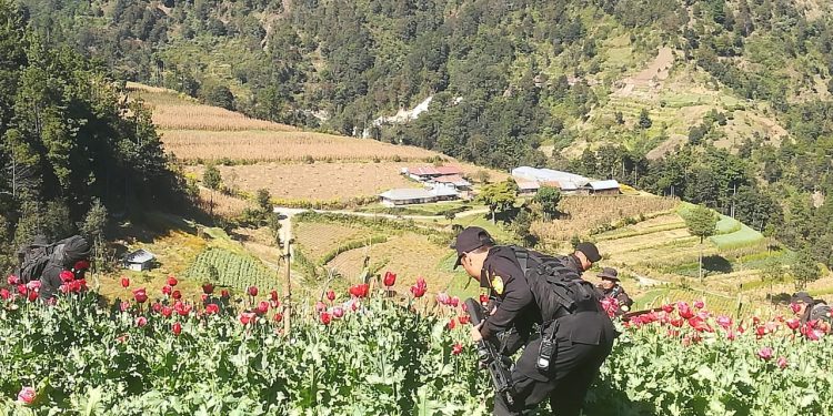 Gobernación comparte cifras de erradicación de amapola en San Marcos