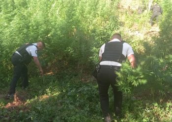 Agentes antinarcóticos erradican más de 4 mil matas de marihuana en Totonicapán
