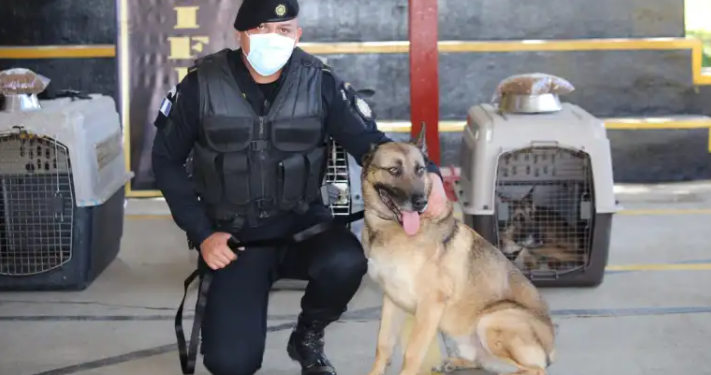 Rinden homenaje a 12 agentes K-9 que pasan a situación de retiro