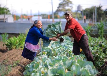Huertos familiares y escolares son apoyados por Maga y Mineduc.