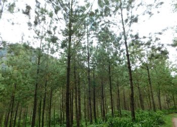 Programa de incentivos forestales contabiliza 45 mil 796 proyectos en 2021