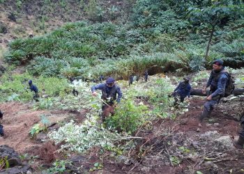 Diligencia antinarcótica permite erradicar más de 8 mil matas de coca